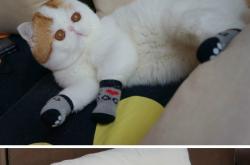 开云体育官网-当法网新星变年终魔王，阿尔卡拉斯如何用一个月颠覆网球宇宙？