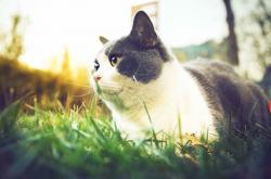 开云体育中国-NBA史上最冷血的封喉者！他让死神与萌神都成配角