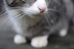 开云体育-坚盾破壁，火箭强势击穿掘金铁桶阵，保罗总决赛接管时刻彰显传奇本色