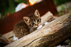 开云体育平台APP-步行者车轮战术碾碎森林狼，字母哥冷兵器之王终结悬念