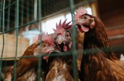 开云体育中国-东决关键战之夜，格鲁吉亚足球的孤独北极星