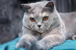 开云体育在线-班凯罗闪耀撕碎防线，步行者用节奏绞杀湖人，个人英雄主义与团队掌控的终极对话