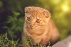 开云体育-风暴之眼，伊萨克在美加墨世界杯之夜的独舞