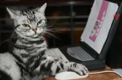 开云体育官网-绿茵之争与篮下统治，体育世界的两种极致魅力