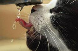 开云体育入口-不眠之夜，尼克斯铁血克骑士，哈利伯顿闪耀生涯夜