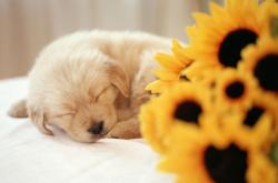 开云体育APP下载-法比尼奥让奇迹提前降临—今夜，威尔士掀翻欧洲红魔