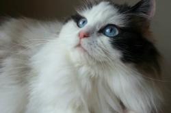 开云体育平台APP-当贝恩化为死神的阴影，浙江队为何在第三节就已举旗投降？