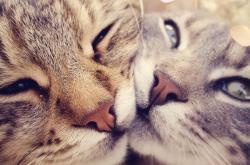 开云体育入口-希腊稳稳拿下沙特，年度焦点之战的战术与胜利