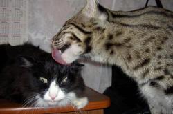 开云体育平台APP-塔图姆觉醒之夜，灰熊争冠路上的里程碑式胜利