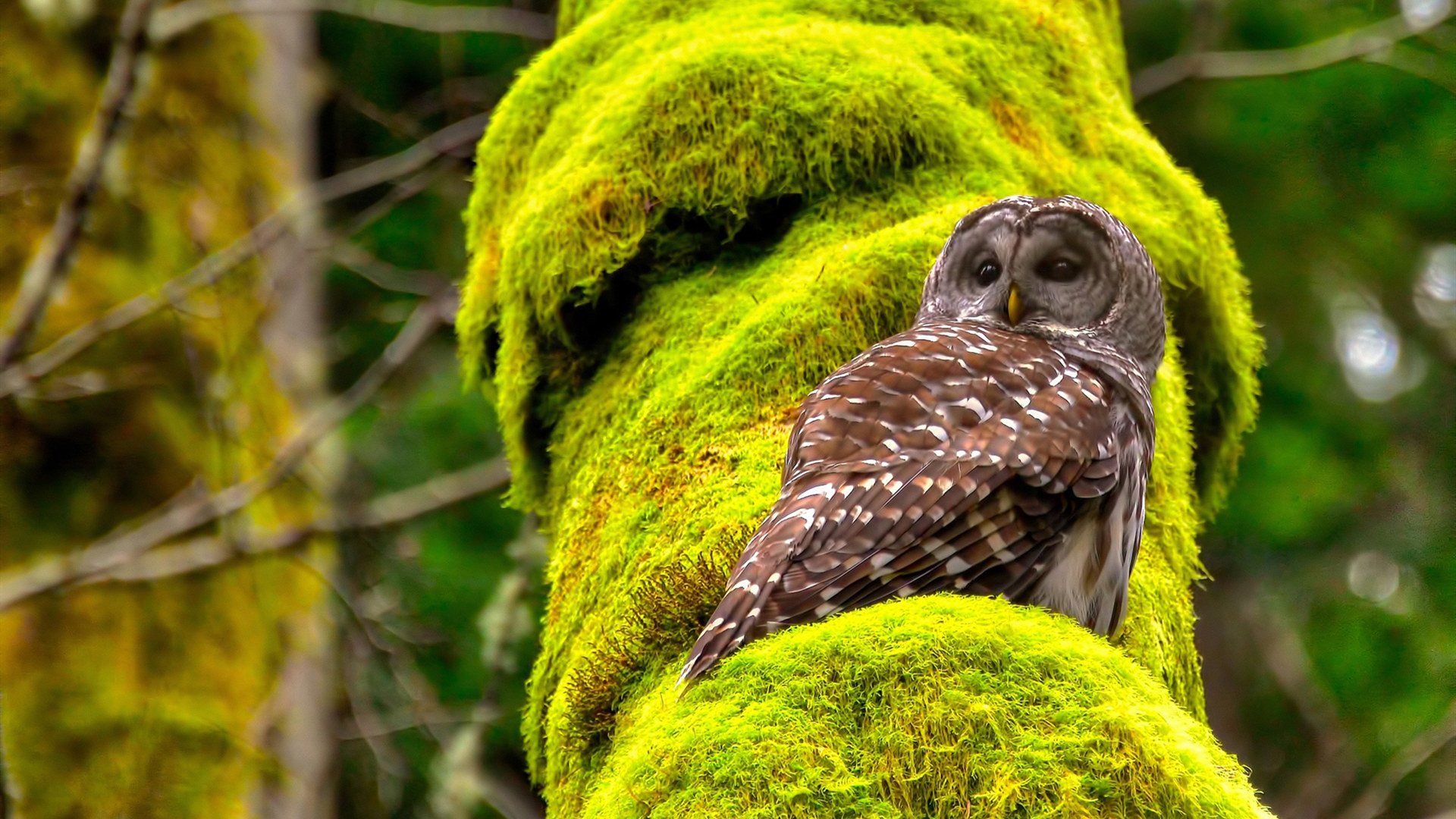 以一场胜利，祭奠一座奖杯，蒂姆用联合杯的绝杀，为法网点燃第一簇火焰