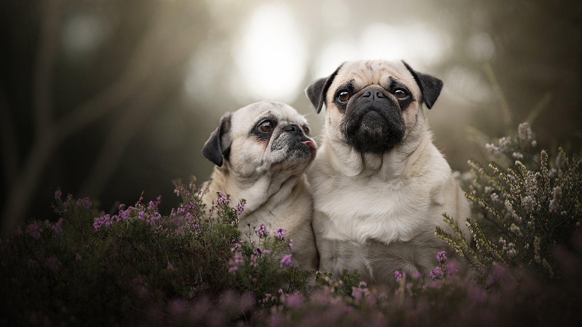 铁血孤星，张继科燃尽所有，难敌日本队全面碾压