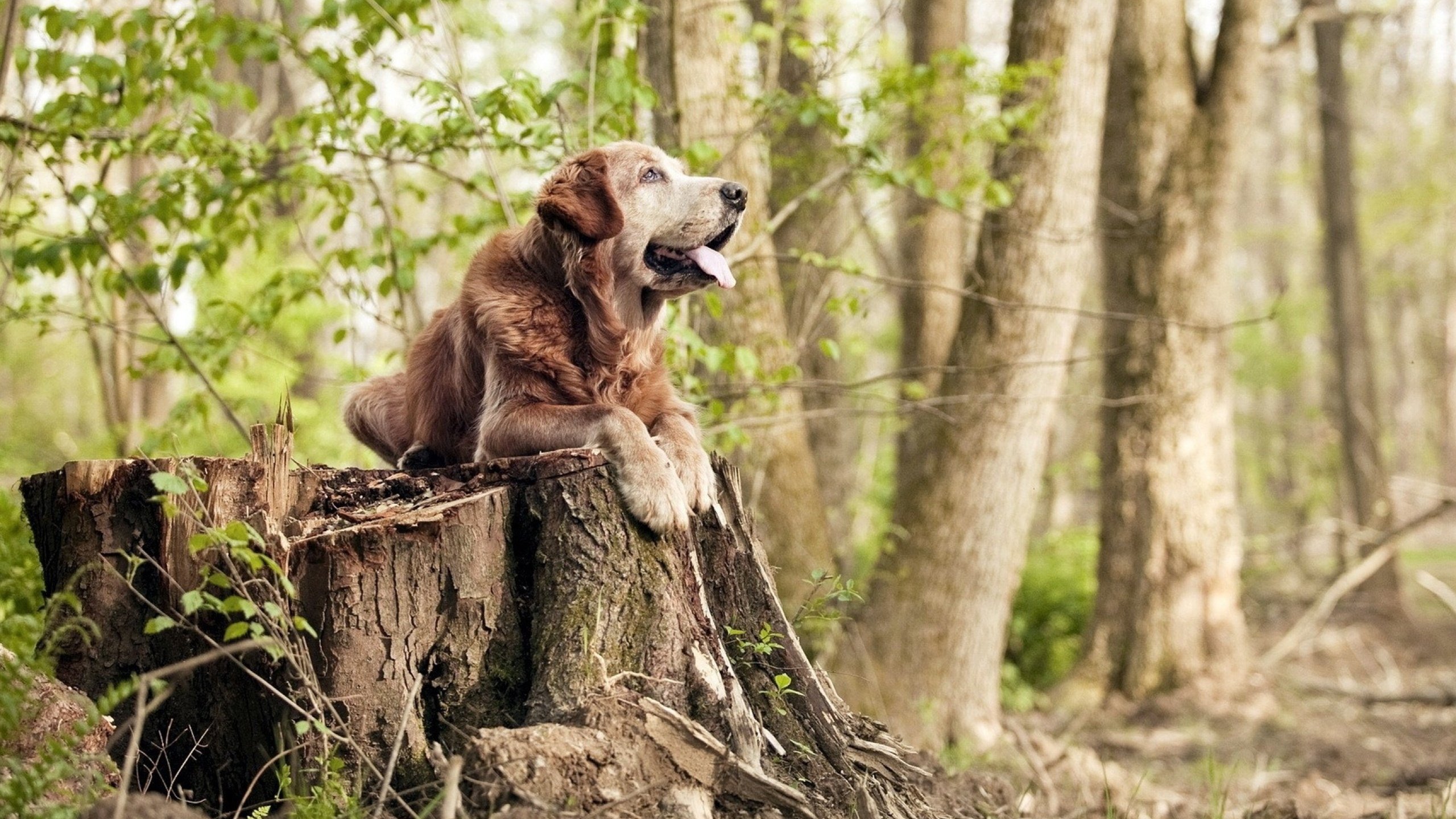 蓝色压力测试，姆巴佩在尼日利亚与切尔西双重锤炼下的爆发