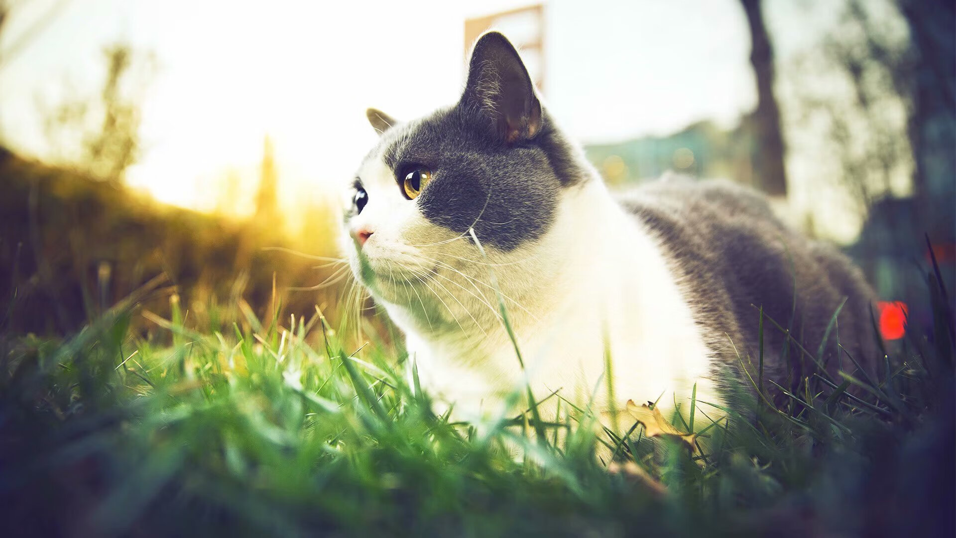 NBA史上最冷血的封喉者！他让死神与萌神都成配角