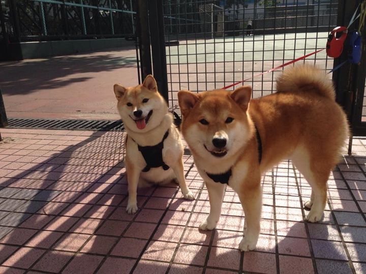 世界排名争夺战之夜,阿拉巴的窒息之墙,让悬念提前熄灭