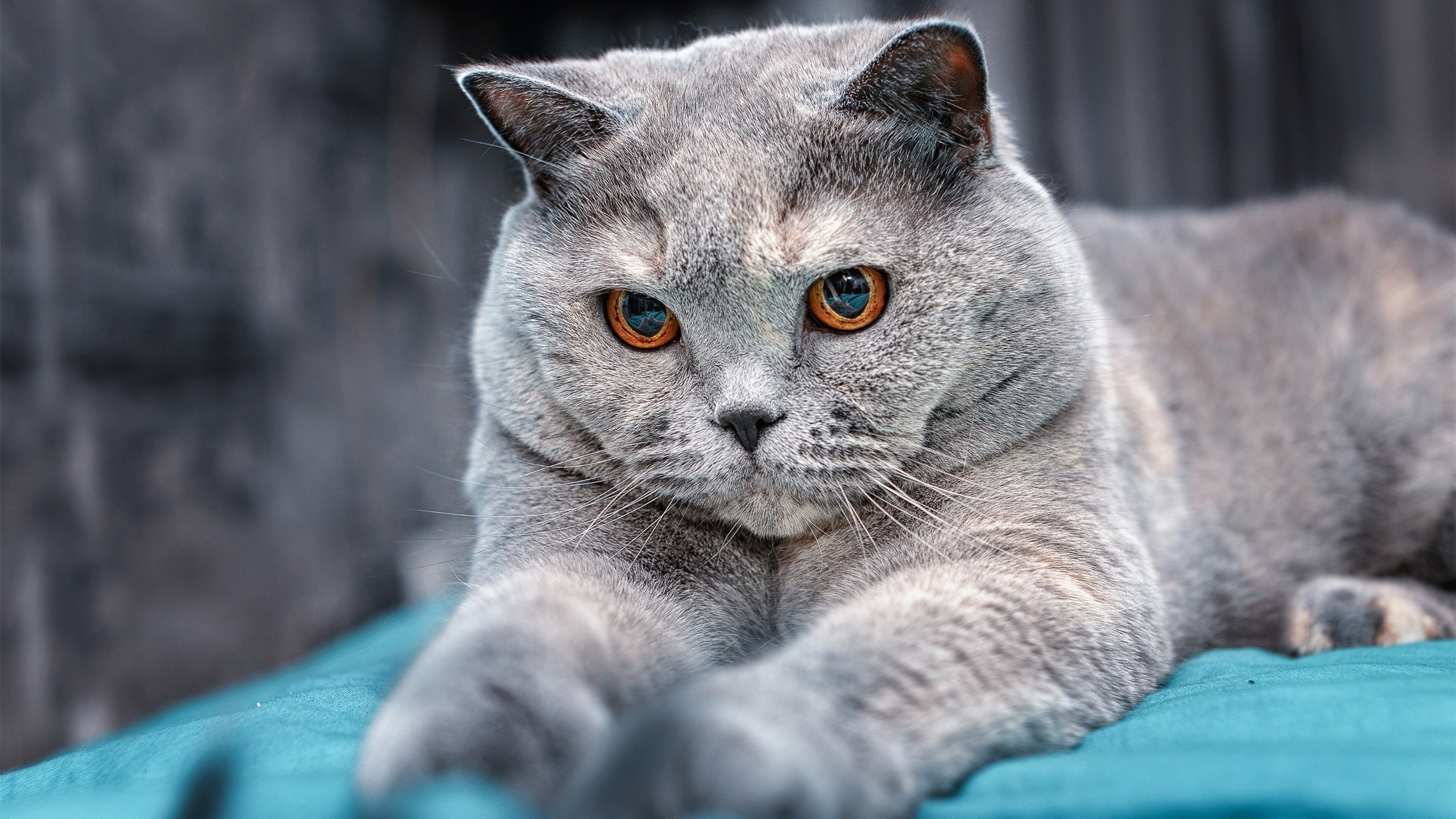 当北欧童话遇上热带奇迹，苏亚雷斯在欧冠的哥斯达黎加时刻