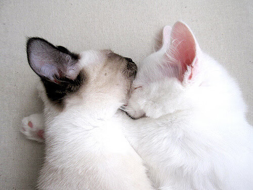 冰封盐湖城，雷霆铁链绞杀爵士 班凯罗致命一击定乾坤