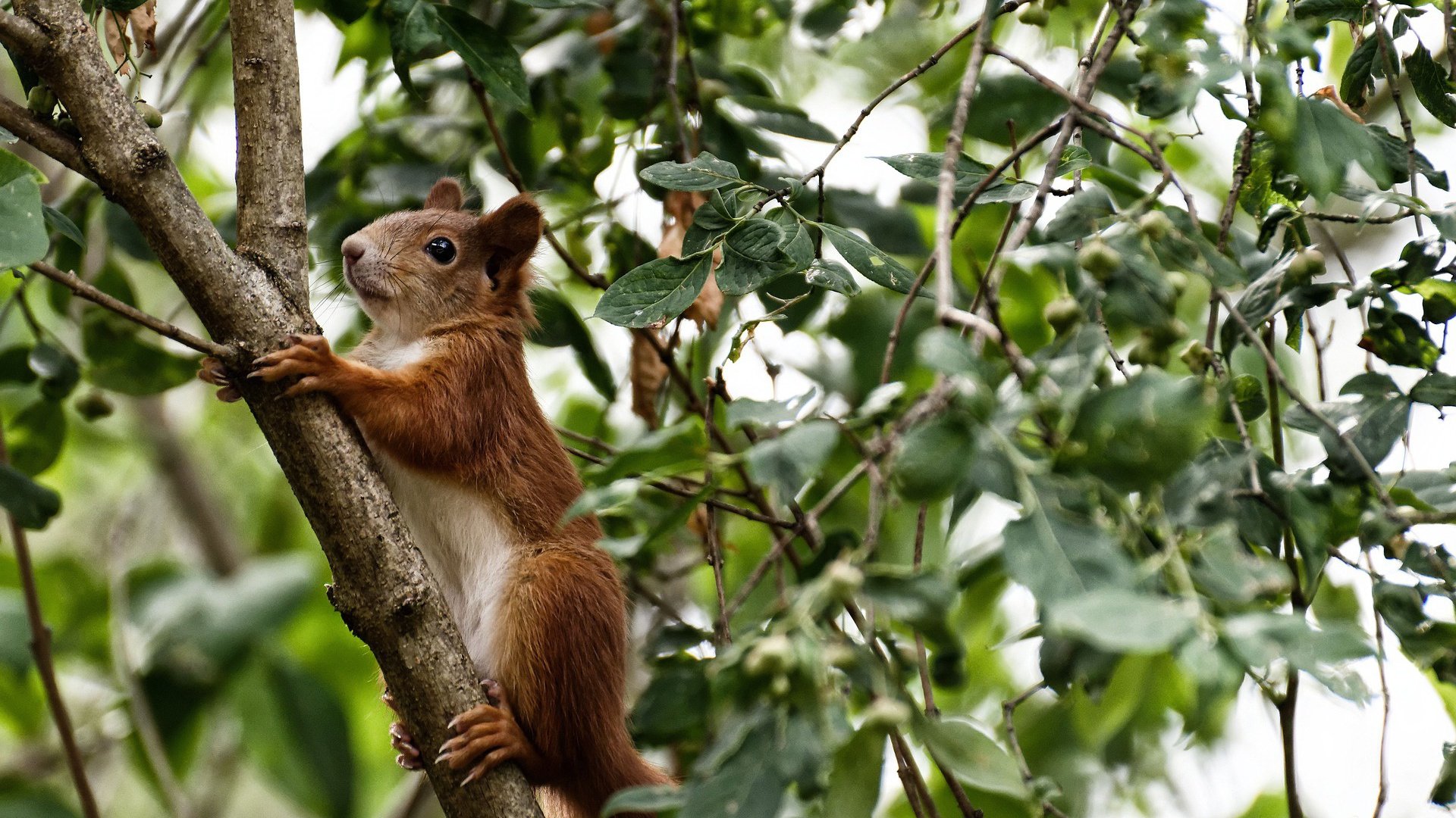 硬仗与主宰，马赛欧战告捷，楚阿梅尼关键战接管东决