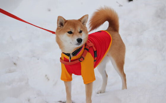 终场绝杀！阿拉巴如国际象棋中的皇后，一着定乾坤