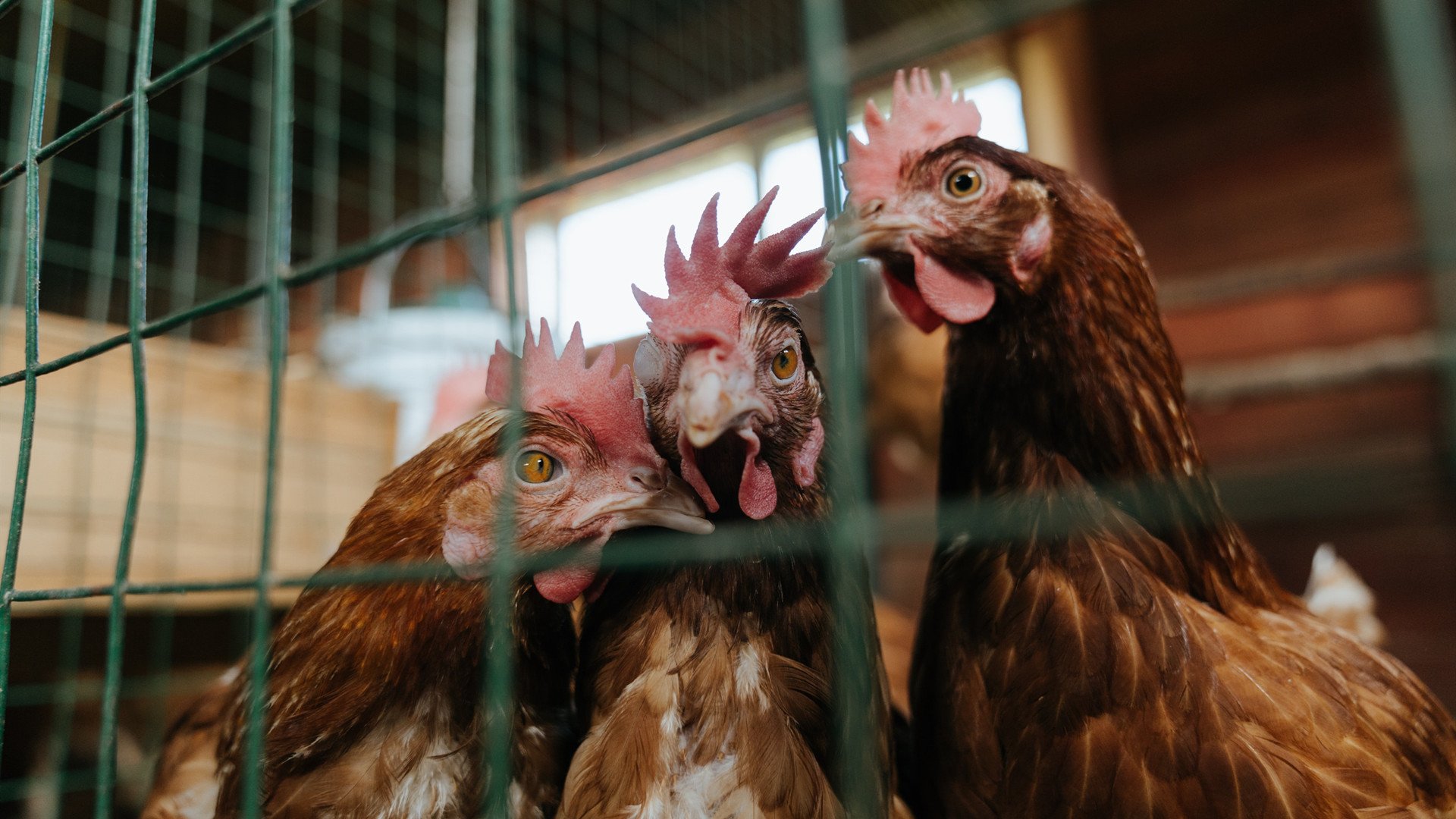 东决关键战之夜,格鲁吉亚足球的孤独北极星
