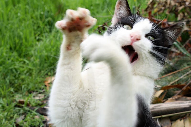 血脉淬金，草根浙江如何掀翻联盟之王