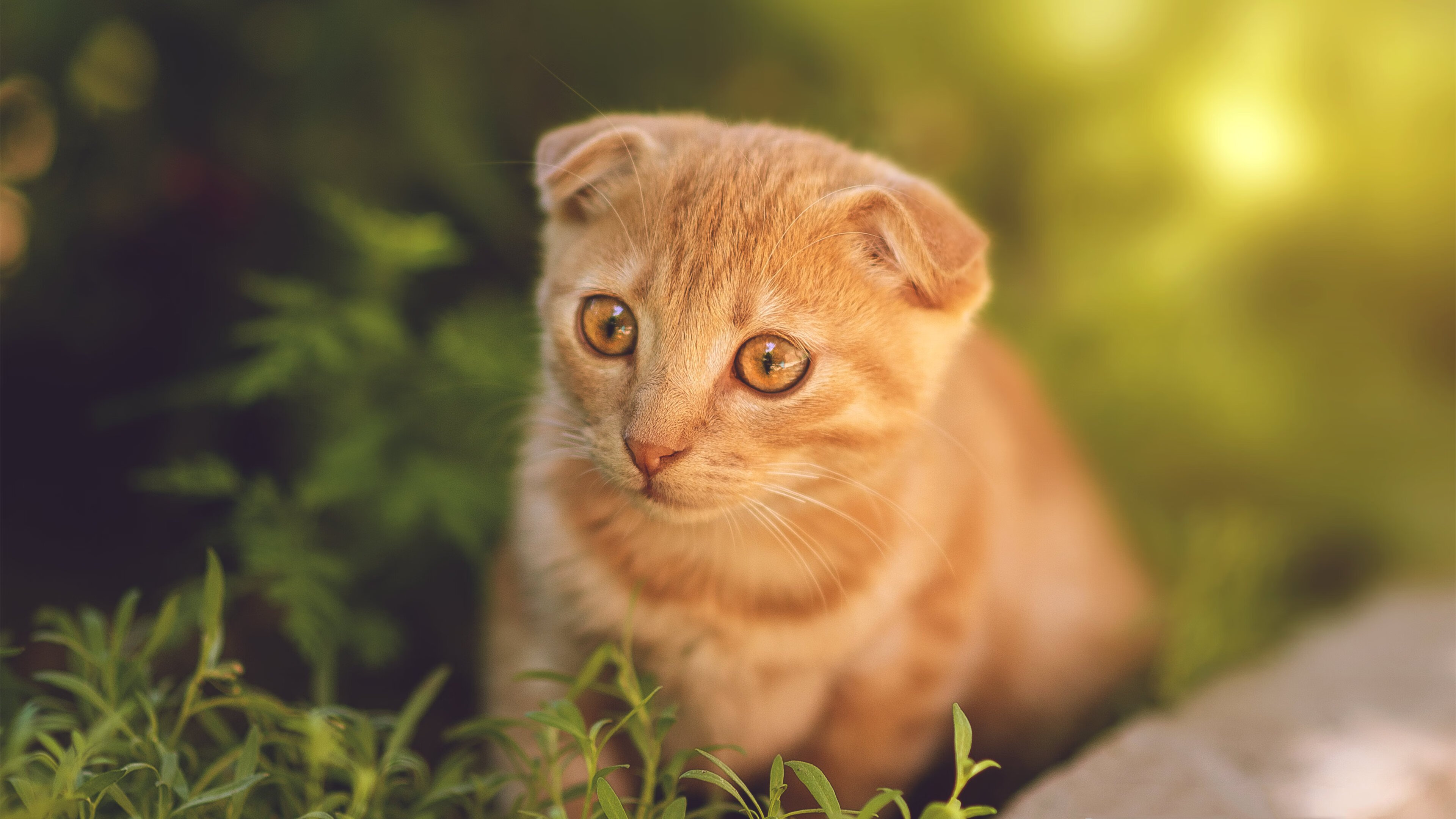 风暴之眼，伊萨克在美加墨世界杯之夜的独舞